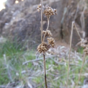 Juncus vaginatus at Hall, ACT - 26 Jun 2017 03:39 PM