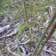 Juncus vaginatus at Hall, ACT - 26 Jun 2017 03:39 PM