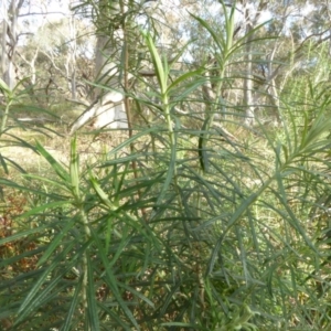 Cassinia longifolia at Hall, ACT - 26 Jun 2017 02:53 PM