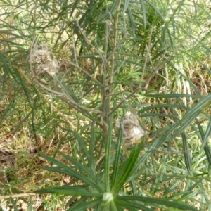 Cassinia longifolia at Hall, ACT - 26 Jun 2017