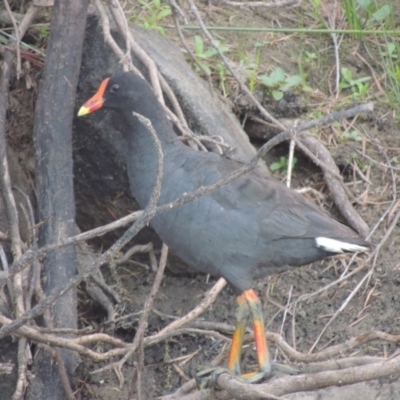 Gallinula tenebrosa (Dusky Moorhen) at Paddys River, ACT - 21 Jan 2017 by michaelb