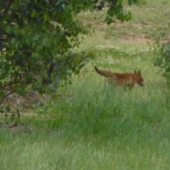 Vulpes vulpes (Red Fox) at Sth Tablelands Ecosystem Park - 17 Nov 2015 by AndyRussell