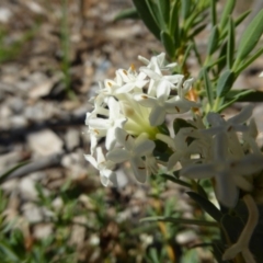 Pimelea treyvaudii (Grey Riceflower) at Molonglo Valley, ACT - 30 Nov 2016 by AndyRussell