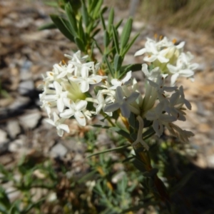 Pimelea treyvaudii at Molonglo Valley, ACT - 1 Dec 2016