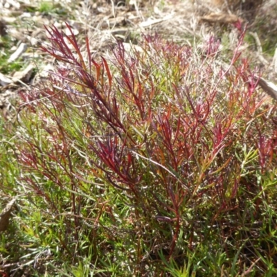 Haloragis heterophylla (Variable Raspwort) at Molonglo Valley, ACT - 30 Jan 2018 by AndyRussell