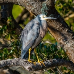 Egretta novaehollandiae (White-faced Heron) at Millingandi, NSW - 8 Jul 2017 by JulesPhotographer