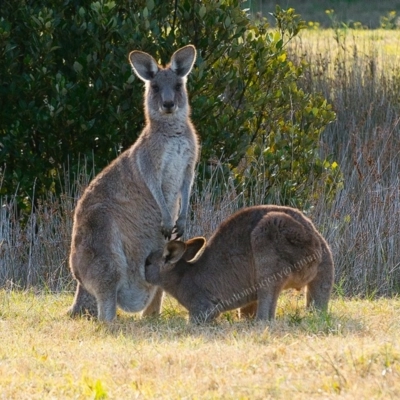 Macropus giganteus (Eastern Grey Kangaroo) at Millingandi, NSW - 8 Jul 2017 by JulesPhotographer