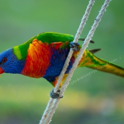 Trichoglossus moluccanus (Rainbow Lorikeet) at Millingandi, NSW - 8 Jul 2017 by JulesPhotographer