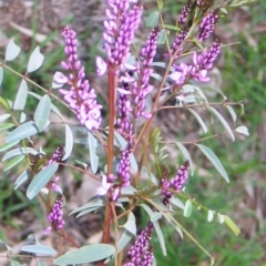 Indigofera australis subsp. australis (Australian Indigo) at Hughes, ACT - 30 Aug 2016 by ruthkerruish