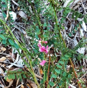 Indigofera adesmiifolia at Garran, ACT - 4 May 2017