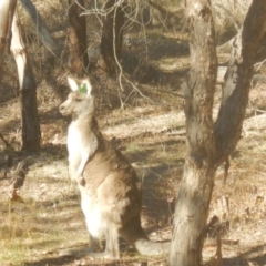 Macropus giganteus (Eastern Grey Kangaroo) at Yarralumla, ACT - 2 Jul 2017 by MichaelMulvaney