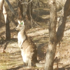 Macropus giganteus at Yarralumla, ACT - 2 Jul 2017