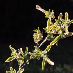 Atriplex semibaccata (Creeping Saltbush) at Paddys River, ACT - 5 Jul 2017 by michaelb