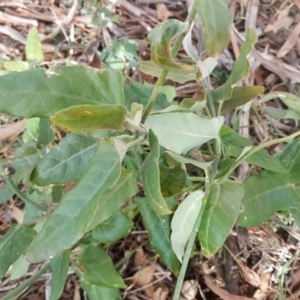 Araujia sericifera at O'Malley, ACT - 9 Jul 2017