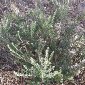 Oxylobium ellipticum at Hughes, ACT - 3 Oct 2012 12:00 AM