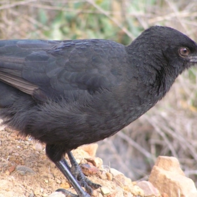 Corcorax melanorhamphos (White-winged Chough) at ANBG South Annex - 9 Jul 2017 by MatthewFrawley