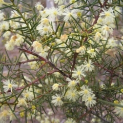 Acacia genistifolia at Canberra Central, ACT - 9 Jul 2017 11:37 AM