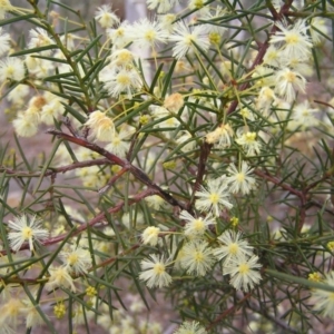 Acacia genistifolia at Canberra Central, ACT - 9 Jul 2017