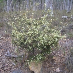 Acacia genistifolia at Canberra Central, ACT - 9 Jul 2017