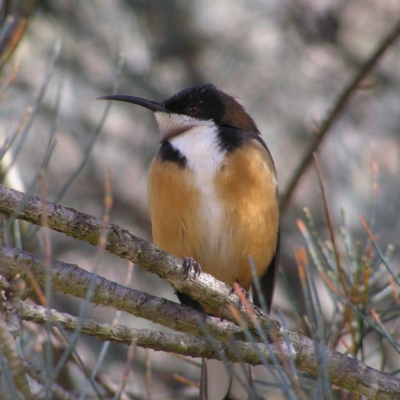 Acanthorhynchus tenuirostris (Eastern Spinebill) at Acton, ACT - 9 Jul 2017 by MatthewFrawley