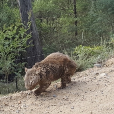 Vombatus ursinus (Common wombat, Bare-nosed Wombat) at Towamba, NSW - 9 Jul 2017 by DebLewis