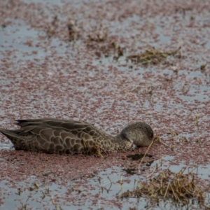 Anas gracilis at Fyshwick, ACT - 9 Jul 2017