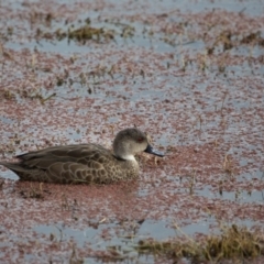 Anas gracilis at Fyshwick, ACT - 9 Jul 2017