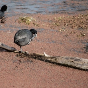 Fulica atra at Fyshwick, ACT - 9 Jul 2017