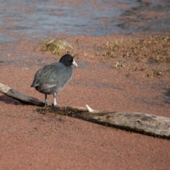 Fulica atra at Fyshwick, ACT - 9 Jul 2017