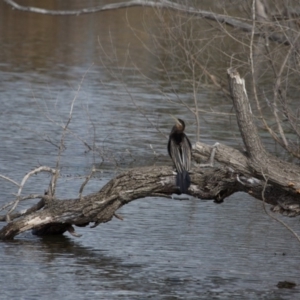 Anhinga novaehollandiae at Fyshwick, ACT - 9 Jul 2017 01:07 PM