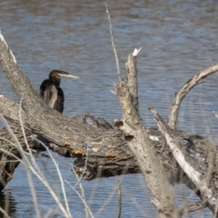 Anhinga novaehollandiae at Fyshwick, ACT - 9 Jul 2017 01:07 PM