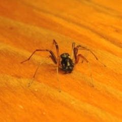 Zodariidae (family) at Bonython, ACT - 16 Mar 2017