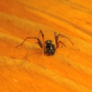 Zodariidae (family) at Bonython, ACT - 16 Mar 2017