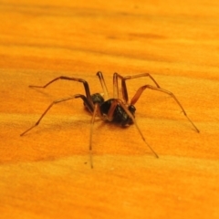 Zodariidae (family) at Bonython, ACT - 16 Mar 2017