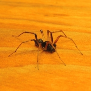 Zodariidae (family) at Bonython, ACT - 16 Mar 2017