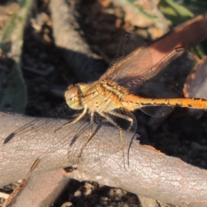 Diplacodes bipunctata at Tharwa, ACT - 22 Jan 2017 07:31 PM