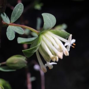 Pimelea ligustrina at Gundaroo, NSW - 19 Oct 2016 11:41 AM