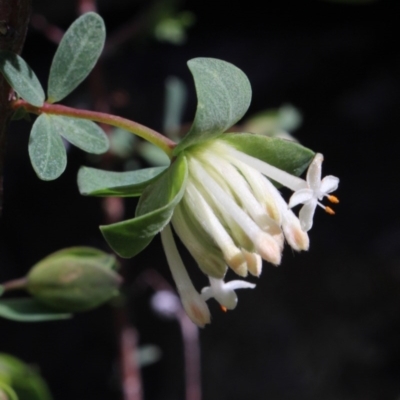 Pimelea ligustrina (Tall Rice Flower) at Gundaroo, NSW - 19 Oct 2016 by MaartjeSevenster