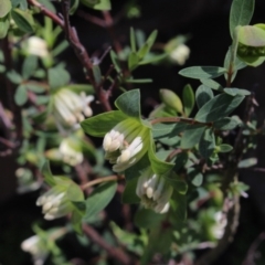 Pimelea ligustrina (Tall Rice Flower) at MTR591 at Gundaroo - 19 Oct 2016 by MaartjeSevenster