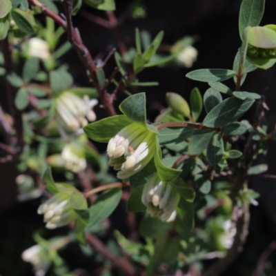 Pimelea ligustrina (Tall Rice Flower) at Gundaroo, NSW - 19 Oct 2016 by MaartjeSevenster