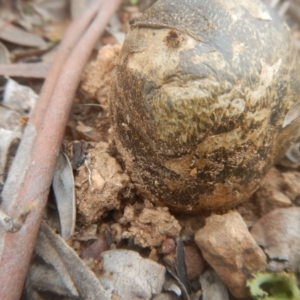 Pisolithus marmoratus at Yarralumla, ACT - 9 Jul 2017 11:07 AM