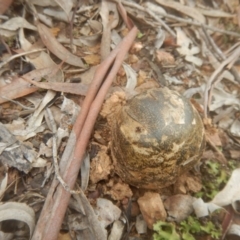 Pisolithus marmoratus at Yarralumla, ACT - 9 Jul 2017 11:07 AM