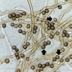 Disciseda candida at Acton, ACT - 7 Jul 2017 03:44 PM