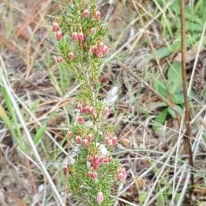 Erica lusitanica at Isaacs, ACT - 10 Jul 2017 01:46 PM