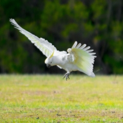 Cacatua galerita (Sulphur-crested Cockatoo) at Millingandi, NSW - 9 Jul 2017 by JulesPhotographer