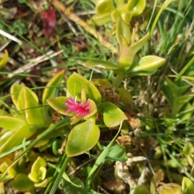 Aptenia cordifolia (Baby Sun Rose, Heartleaf Ice Plant) at Isaacs, ACT - 19 Jul 2017 by Mike