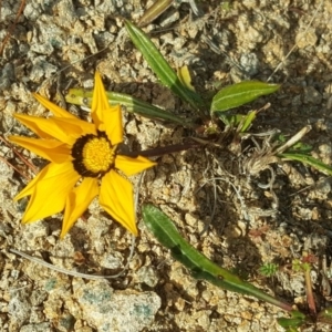 Gazania rigens at Isaacs, ACT - 10 Jul 2017