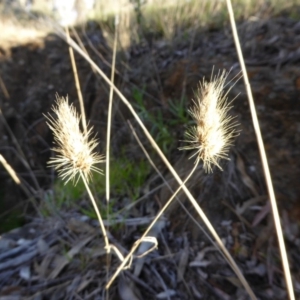 Cynosurus echinatus at Hall, ACT - 26 Jun 2017