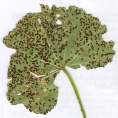 Puccinia malvacearum (Hollyhock rust) at Hughes, ACT - 25 Nov 2005 by ruthkerruish