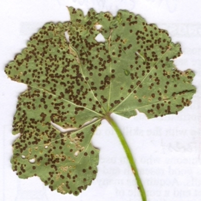 Puccinia malvacearum (Hollyhock rust) at Hughes, ACT - 25 Nov 2005 by ruthkerruish